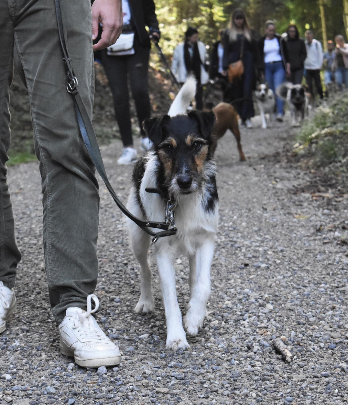 Mobiles Hundetraining St. Gallen – Franzi von KLARHUND im Alltagstraining mit Hund
