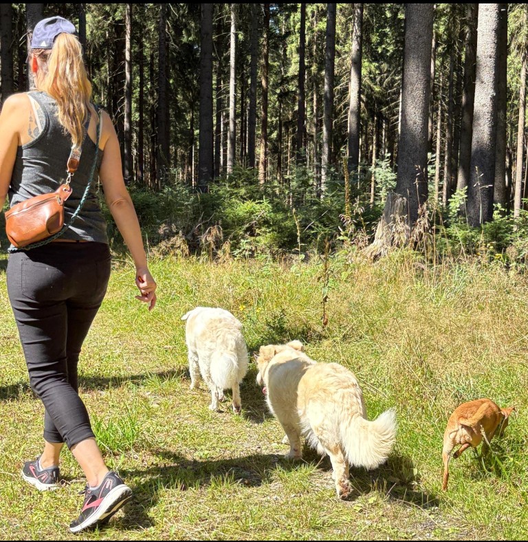 Entspannter Waldspaziergang mit drei Hunden ohne Leine – so sieht die KLAR-Methode im Alltag aus