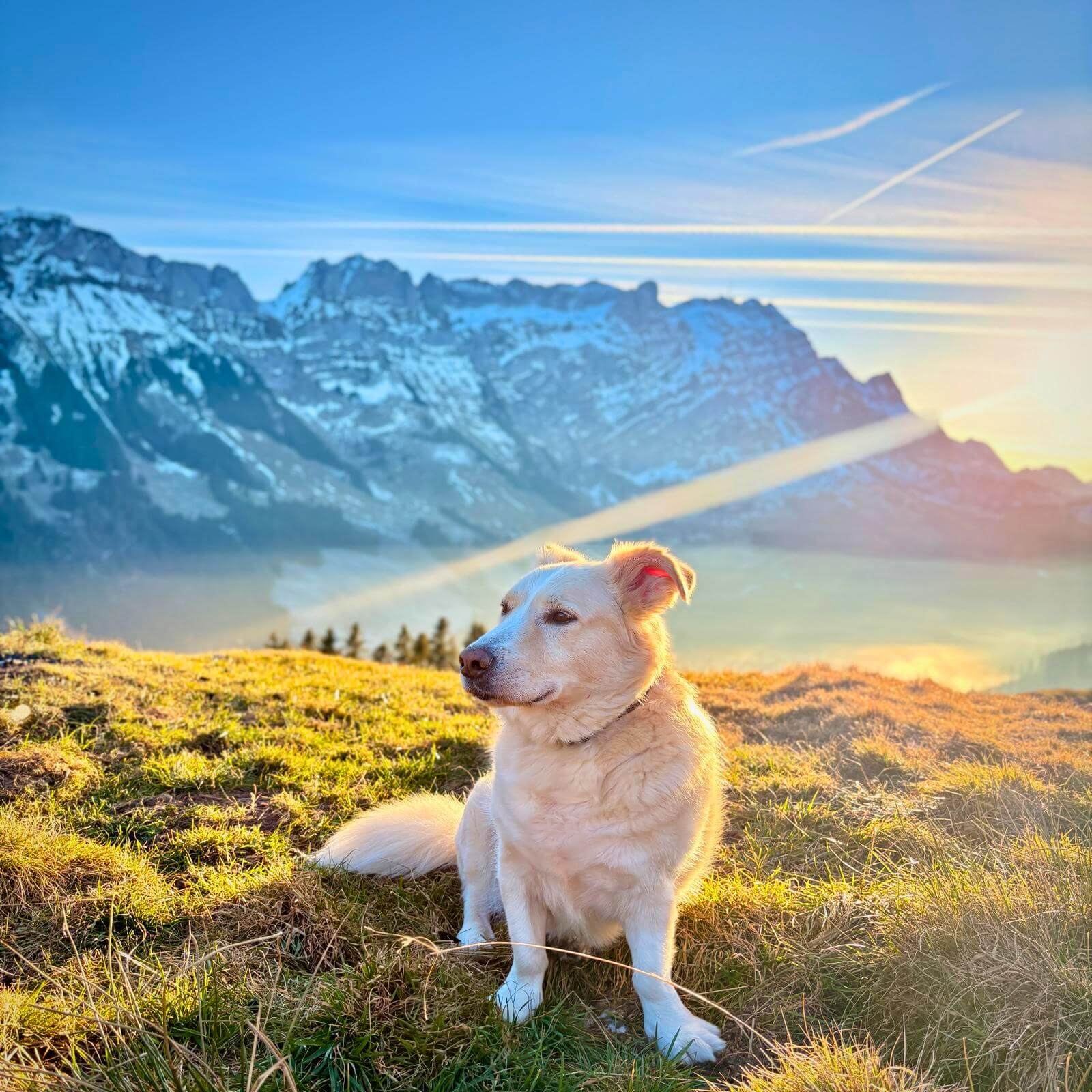 Ozzy – Tierschutzhund aus Griechenland