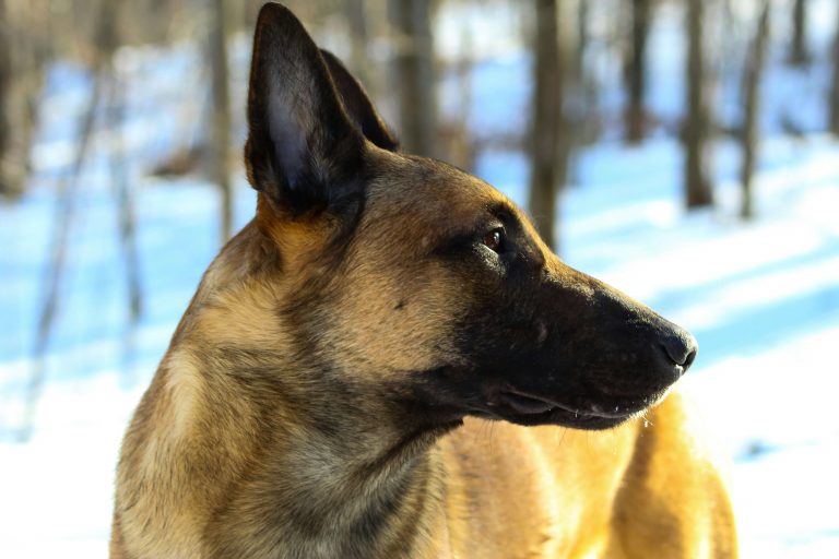 Belgischer Schäferhund mit Leinenaggression – Fallbeispiel KLARHUND Hundetraining St. Gallen