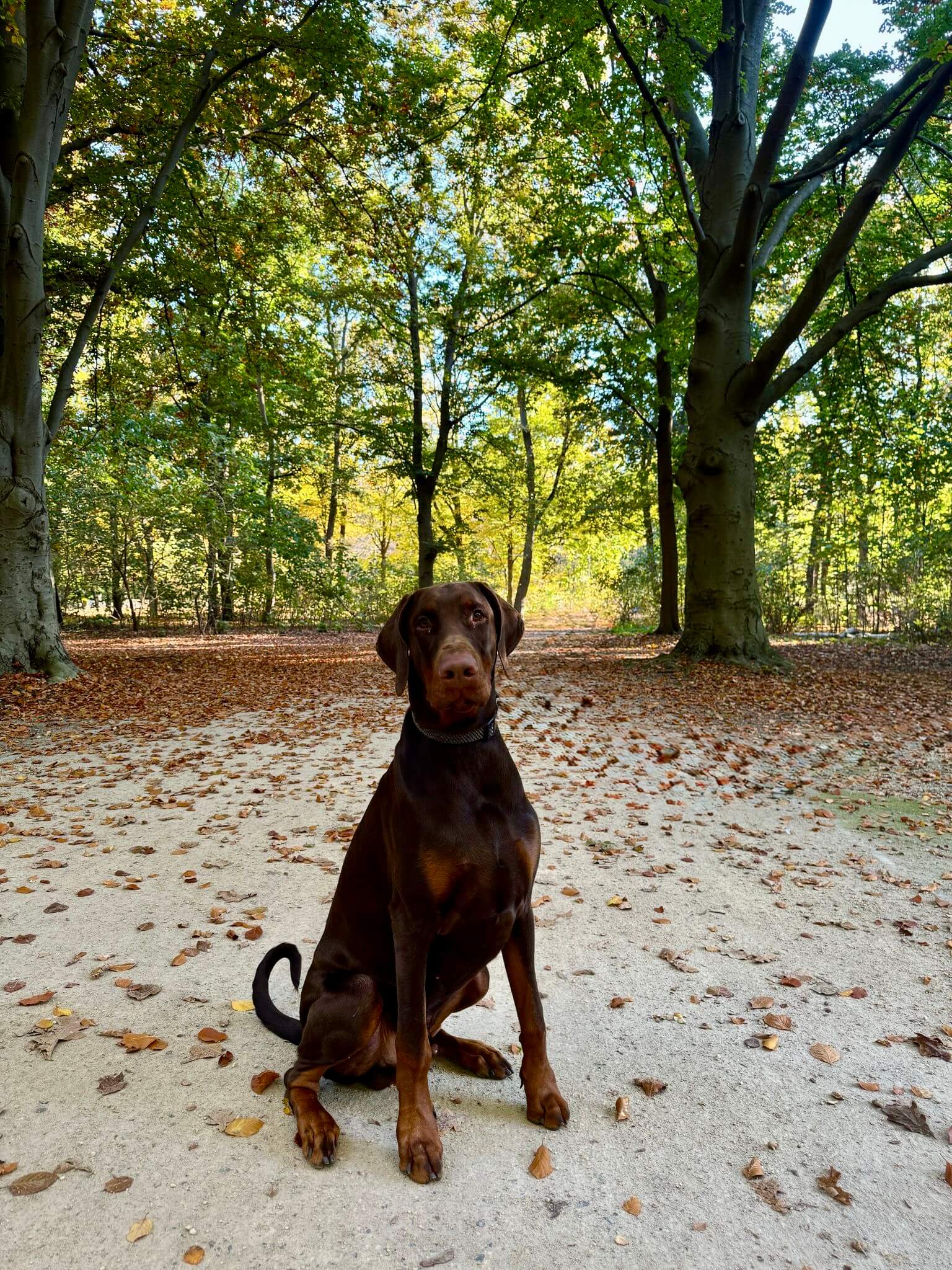 Hakeem, Dobermann – Langzeitbegleitung KLARHUND St. Gallen