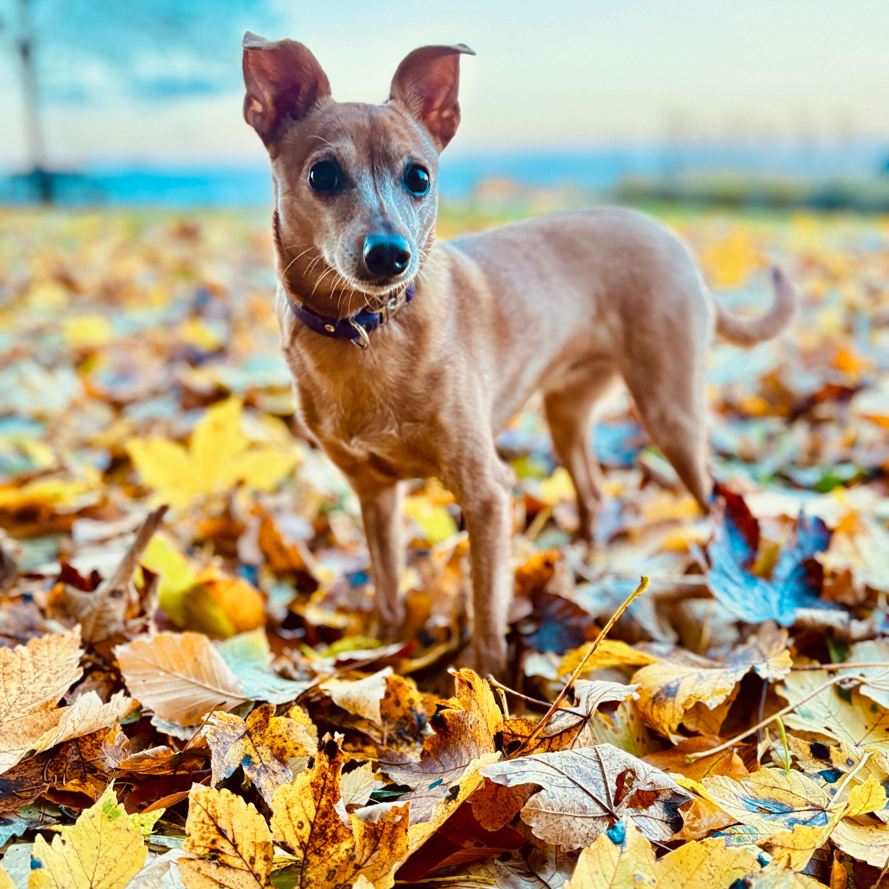 Nala – klar und souverän