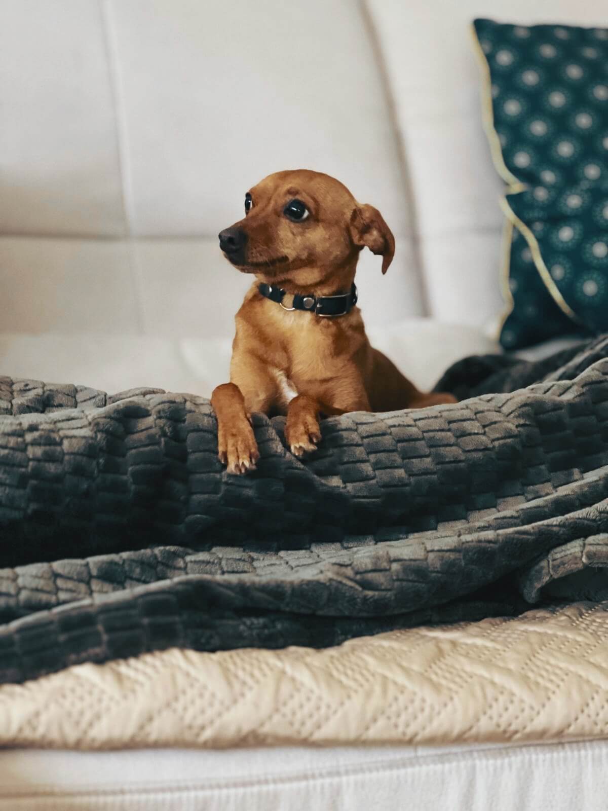 Nala auf dem Sofa mit Unschuldsblick – als wäre vor 15 Minuten nichts gewesen
