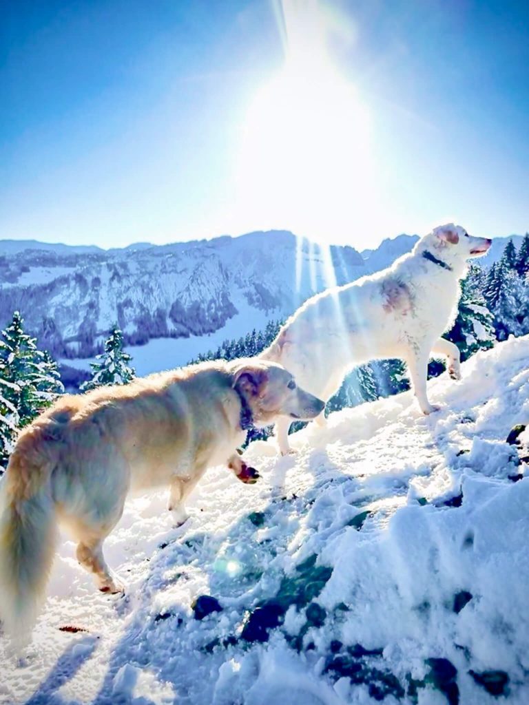 Ozzy und Ava laufen frei auf einem Bergweg – zwei Tierschutzhunde unterwegs in den Schweizer Bergen