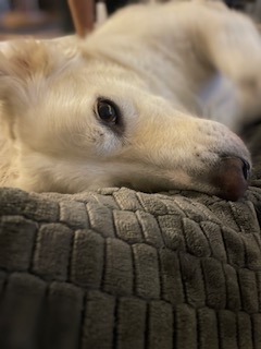 Entspannter Hund liegt ruhig – gutes Futter kann Verhalten beeinflussen