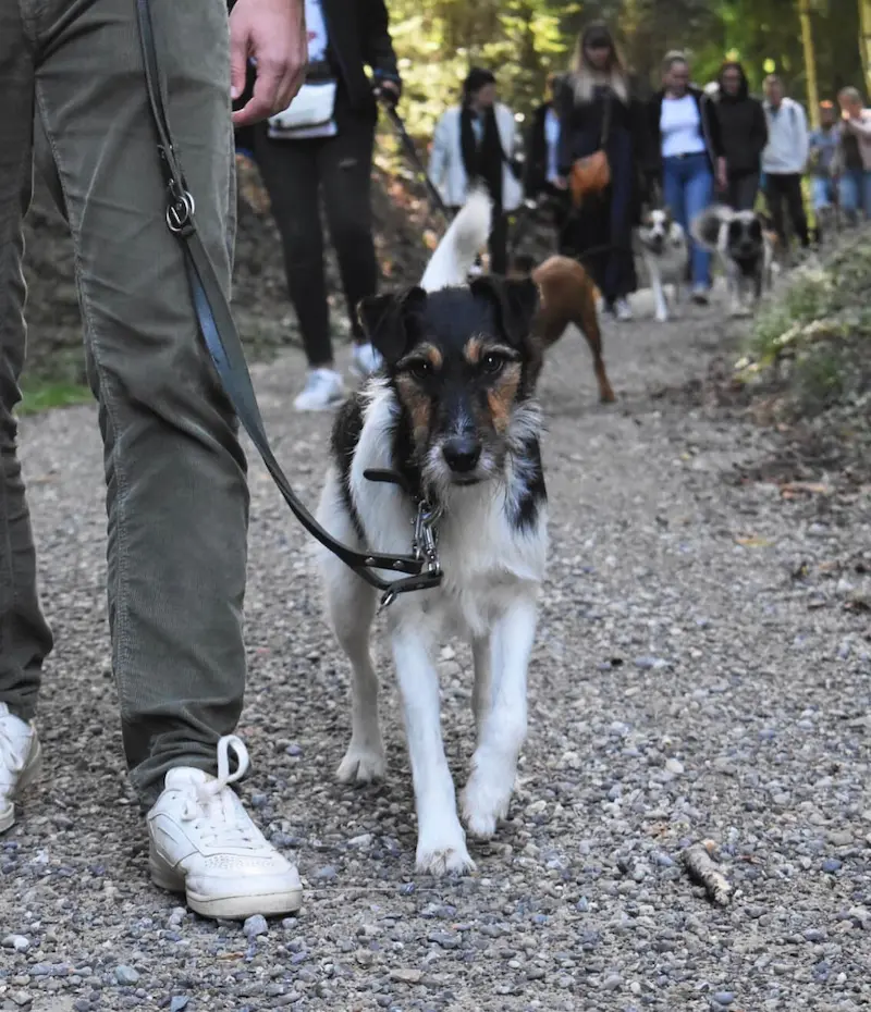 Franziska Wallenaar von KLARHUND trainiert mit einem Hund im Alltag vor Ort – mobiles Hundetraining Ostschweiz
