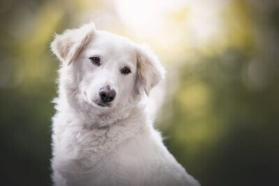 Ava von KLARHUND – gesund und entspannt