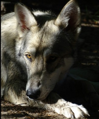 Hundetraining Liechtenstein — Ruhiger Hund mit klarem Blick, KLARHUND ohne Leckerli