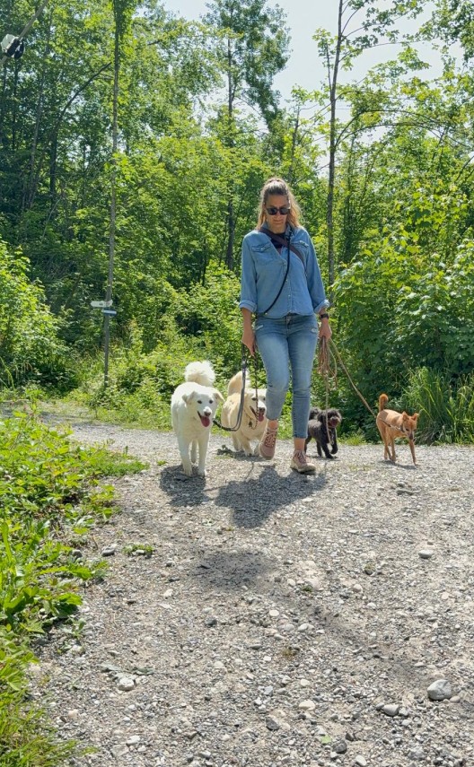 Hundetraining Rheintal — Entspannter Spaziergang mit Hunden, KLARHUND Ostschweiz
