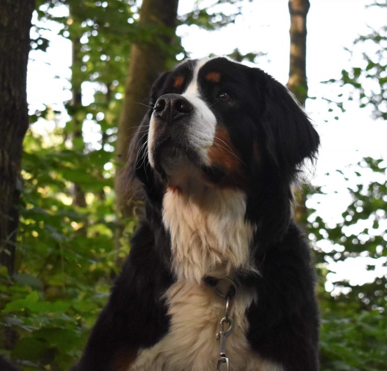 Berner Sennenhund blickt ruhig nach oben — Bindung durch Führung KLARHUND