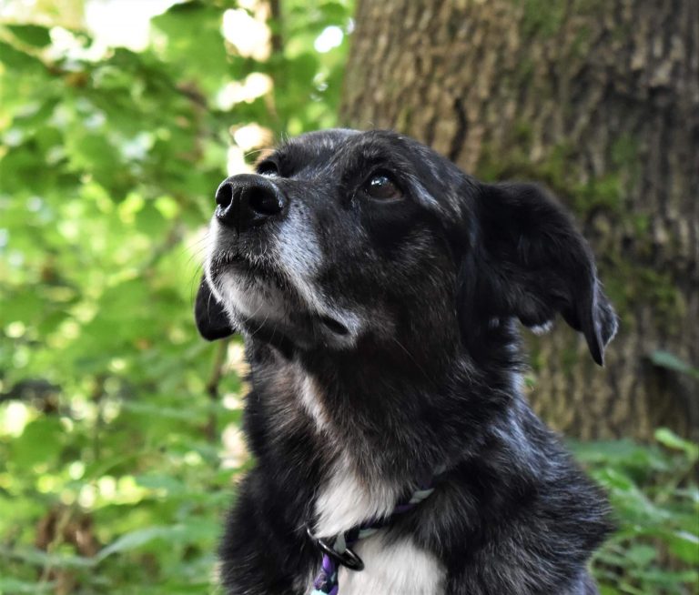 Aufmerksamer Hund im Wald — Hundetraining mit der KLAR-Methode KLARHUND