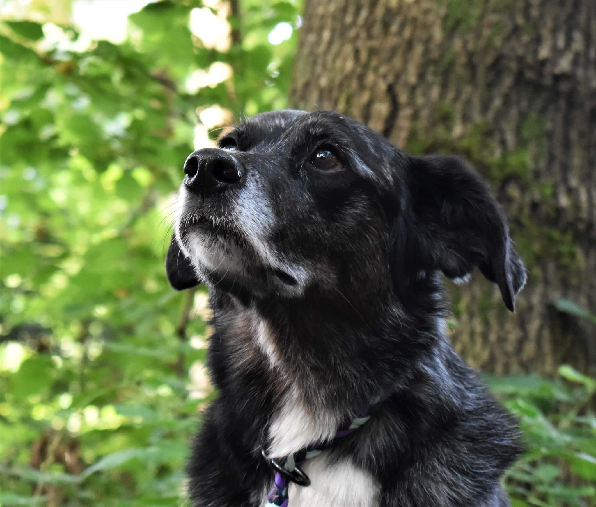 Hundetraining Winterthur — Aufmerksamer Hund im Wald, KLARHUND Training ohne Leckerli