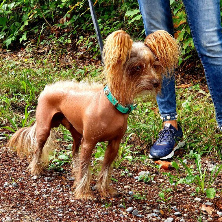 Kleiner Hund orientiert sich an seinem Halter — Hundetraining ohne Leckerli KLARHUND
