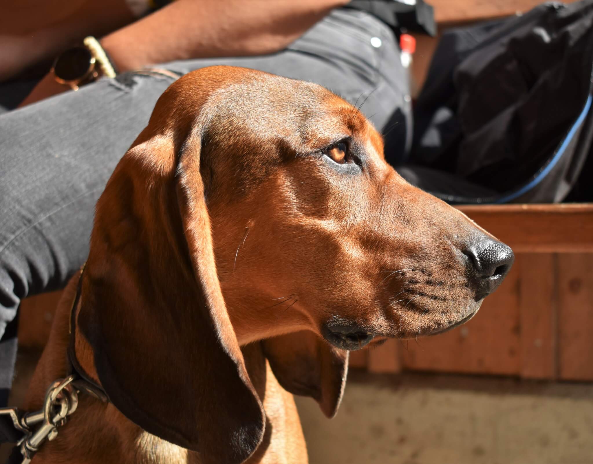 Hundetraining Toggenburg — Hund im Wald bei KLARHUND Training ohne Leckerli