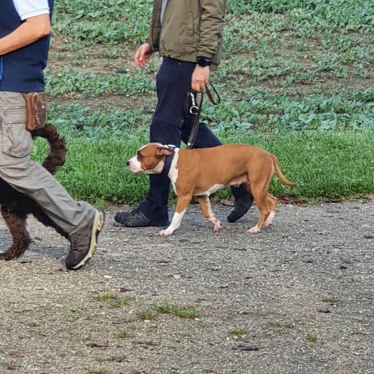 „Der tut nix!“ – Warum dieser Satz gefährlich ist und was dein Hund wirklich sagt