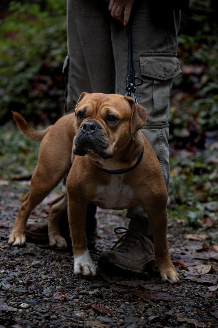 Leinenaggression verstehen: Warum dein Hund an der Leine ausrastet – und was wirklich hilft