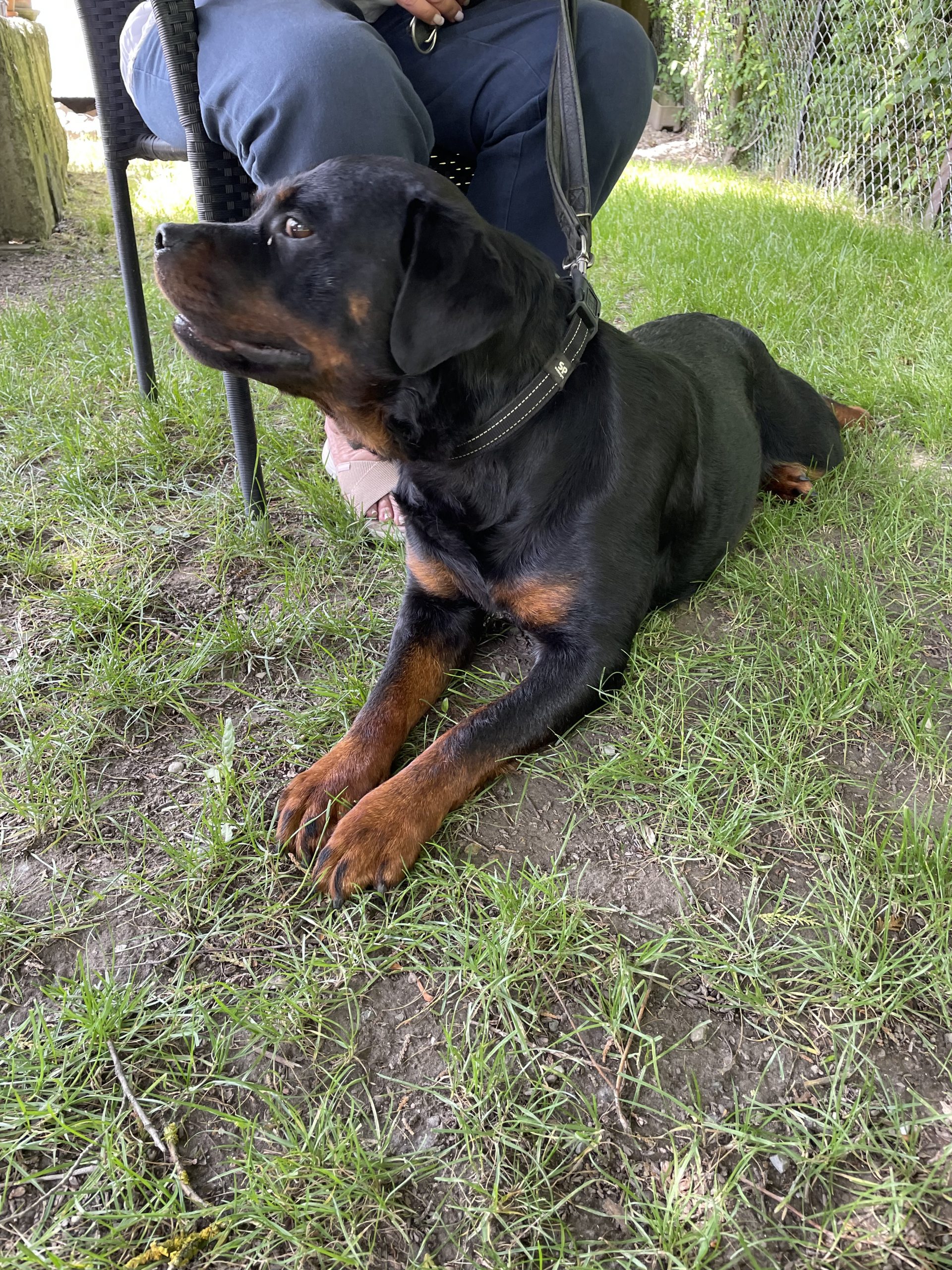 Hund liegt neben Halterin im Gras, Körper angespannt, Blick fixiert – äusserlich ruhig, innerlich nicht abgeschaltet