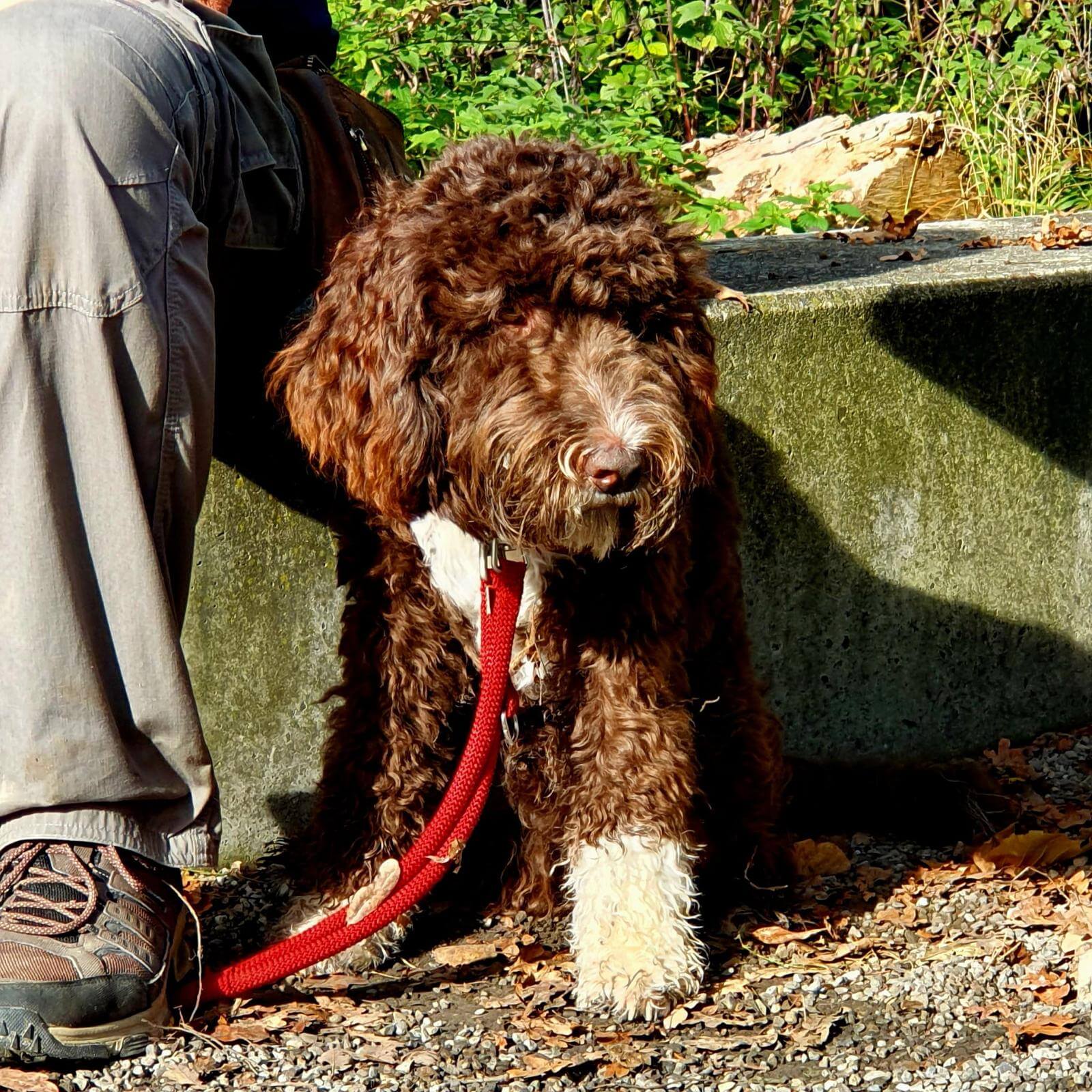 Junghund im Training mit KLARHUND – Orientierung am Menschen statt an der Leine