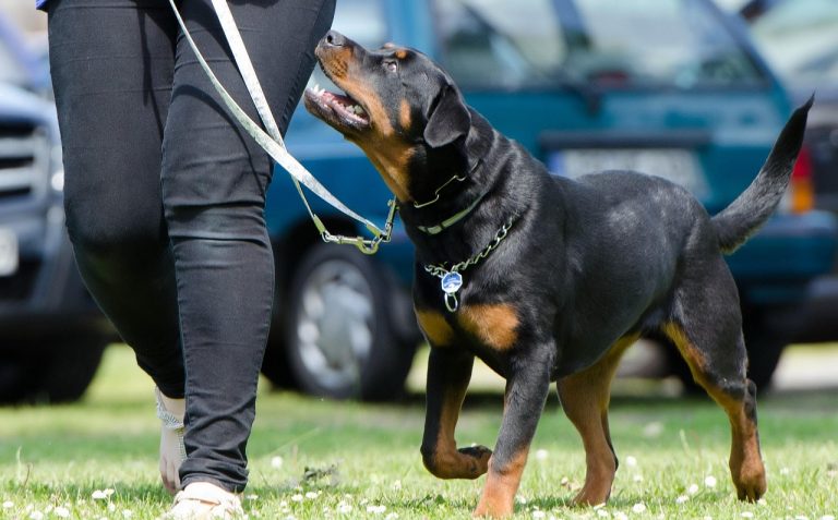 Hund orientiert sich an der Halterin beim Spaziergang – Blick nach oben, Leine locker, Aufmerksamkeit beim Menschen
