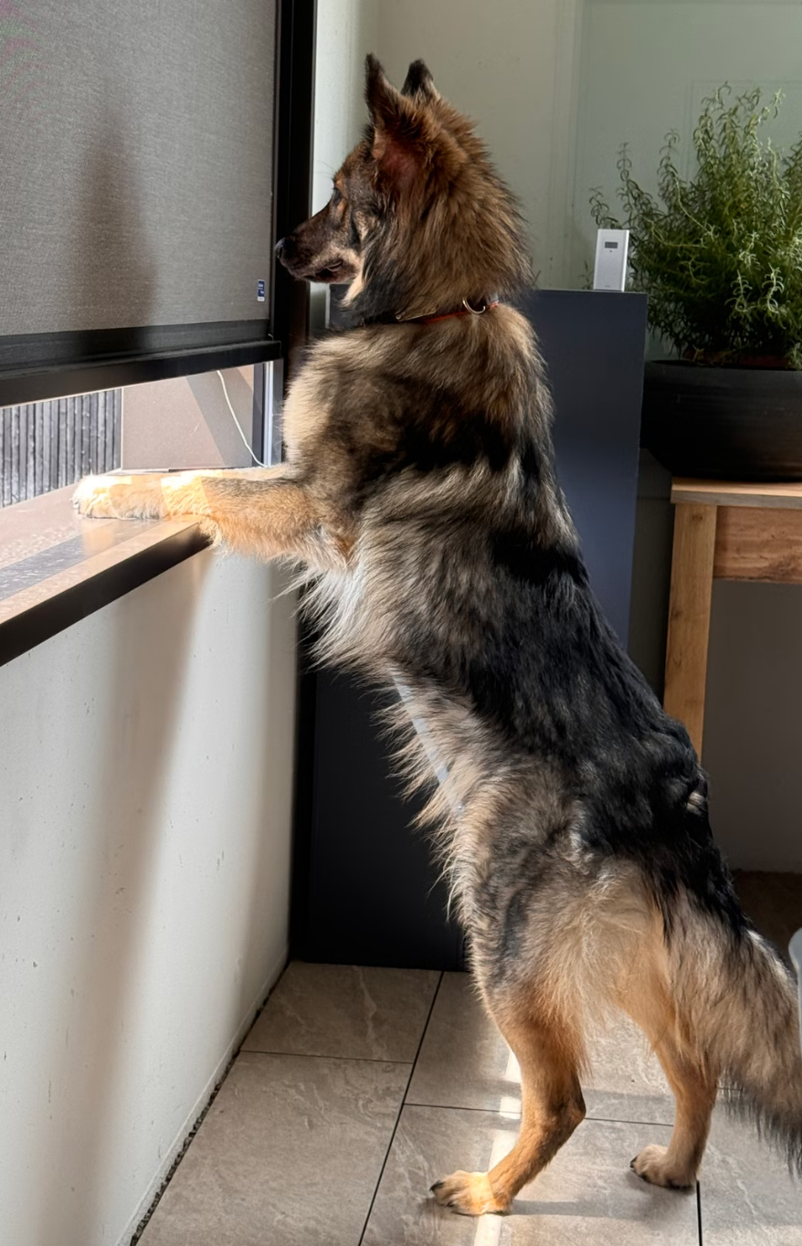 Hund stellt sich ans Fenster, um den Überblick zu behalten