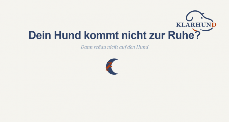 Hund kommt nicht zur Ruhe