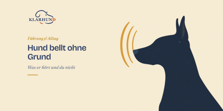 Hund bellt ohne grund