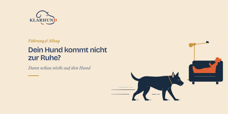 Hund kommt nicht zur Ruhe