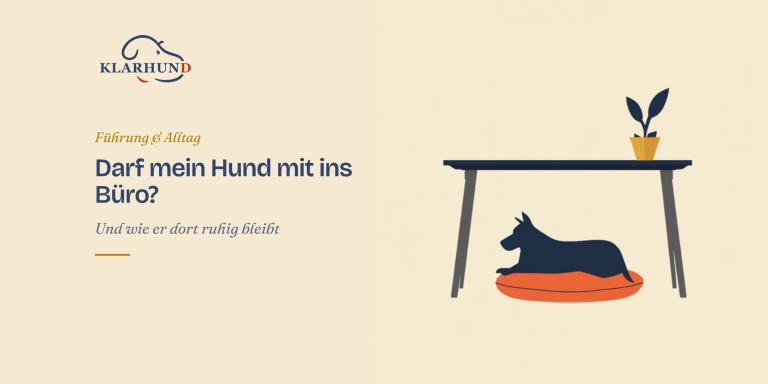 Hund mit ins Büro