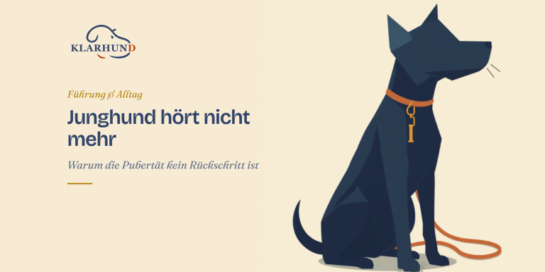 Junghund hört nicht mehr