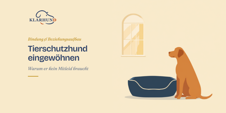 Tierschutzhund eingewöhnen